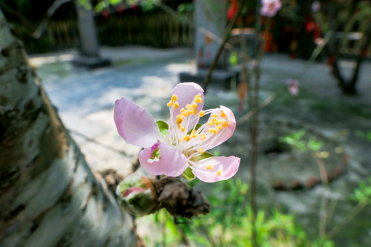 桃花依旧笑春风