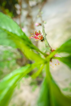 桃花依旧笑春风