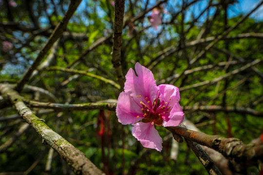 清明将至桃花盛开