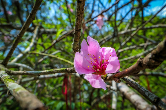 春天桃花多多盛开