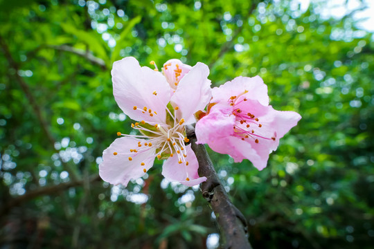 春天桃花多多盛开