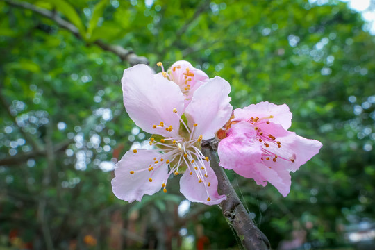 春天桃花多多盛开