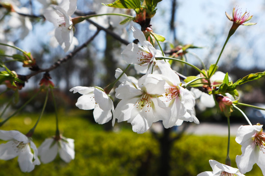 樱花