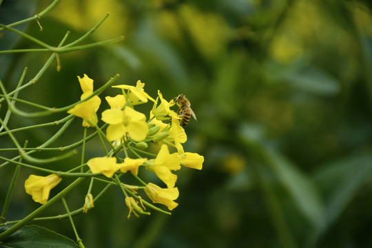 油菜花中采蜜的蜜蜂