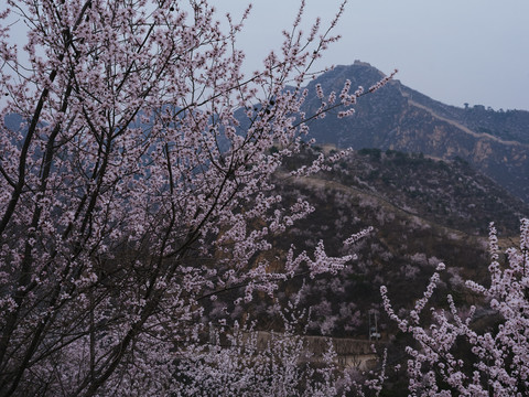 长城桃花