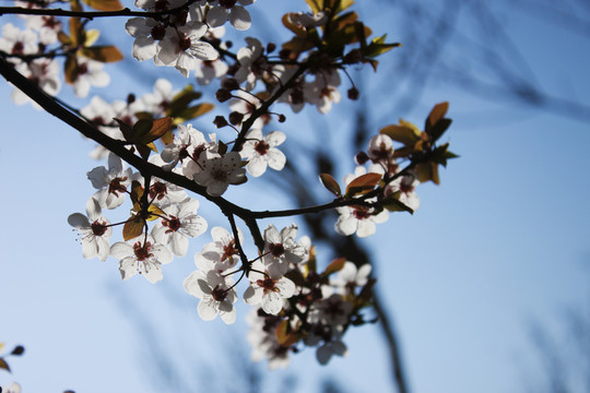 李子花