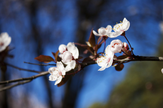 李子花