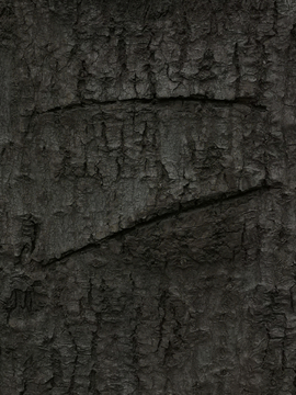 树皮疤痕