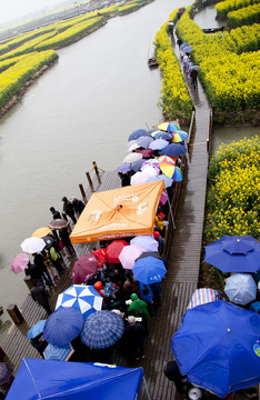 油菜花海