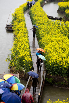 油菜花田