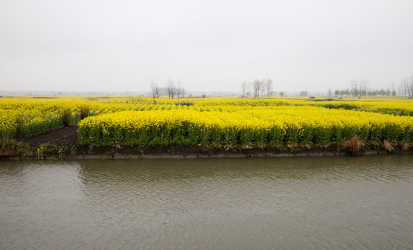 油菜花田