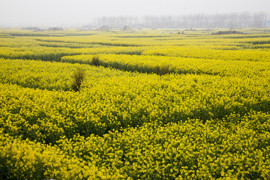 油菜花