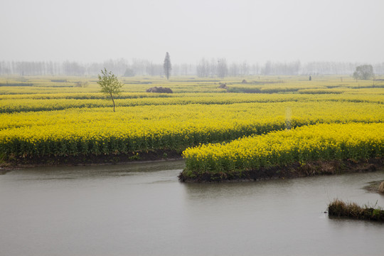 油菜花