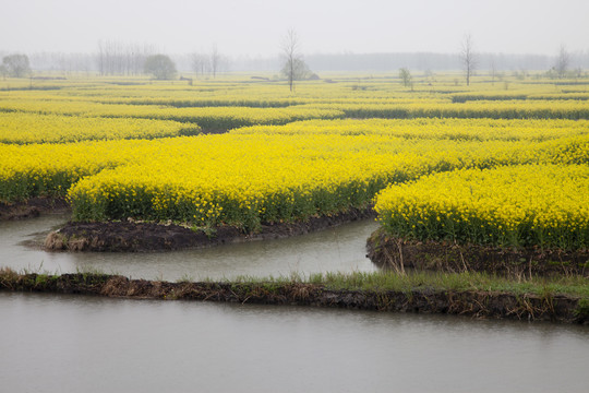 油菜花田