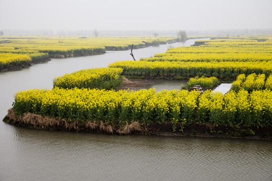 油菜花