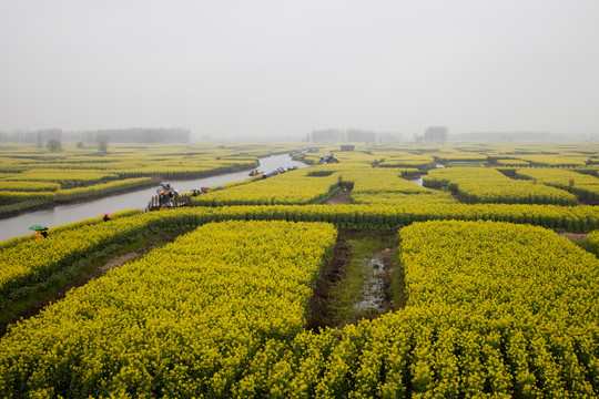 油菜花海