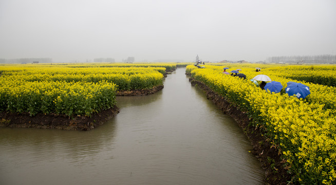 油菜花