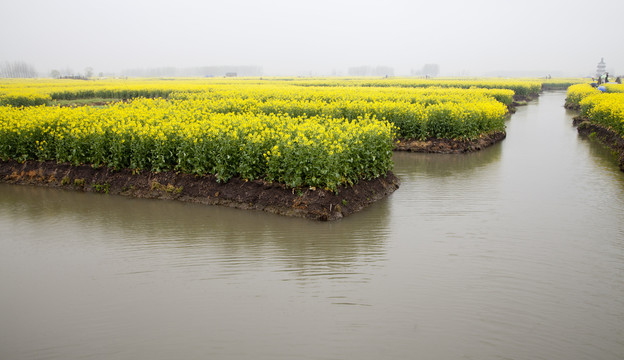 油菜花