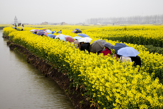 油菜花