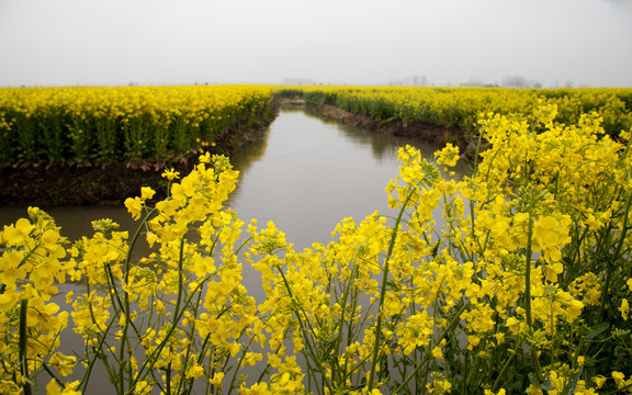 油菜花