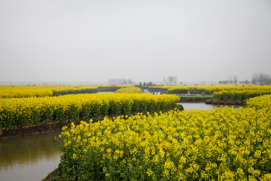 油菜花