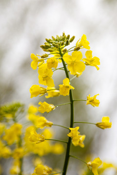 油菜花