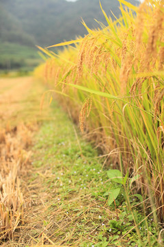 稻田