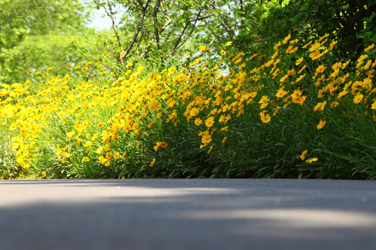 格桑花