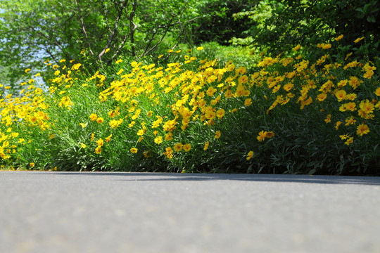 格桑花