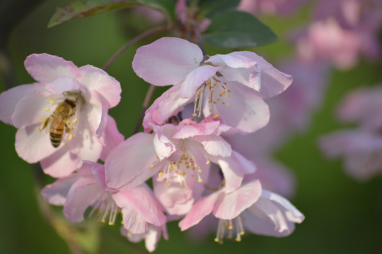 蜜蜂采蜜