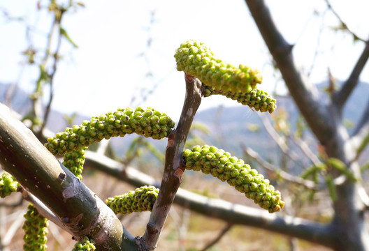 核桃花