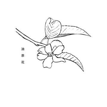 茶油