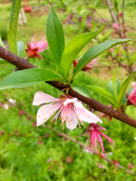 春天桃花