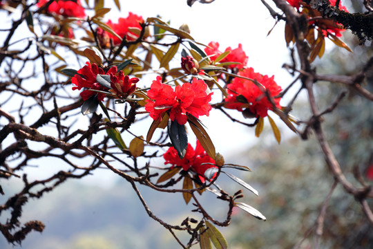 永德大雪山杜鹃花