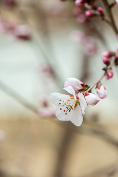 山桃花