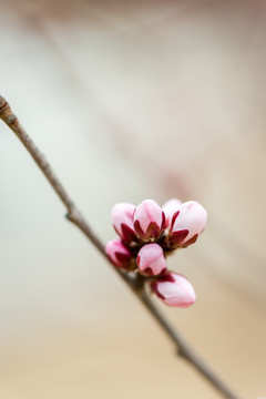 山桃花