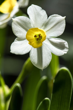 水仙花