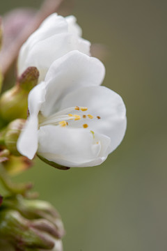 樱桃花