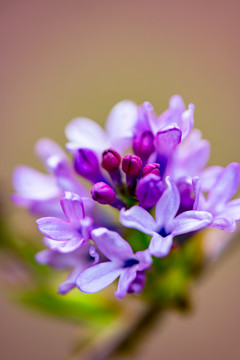 丁香花开