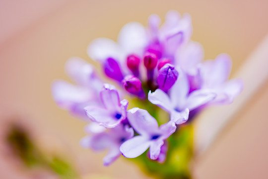 丁香花开