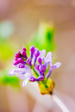 丁香花