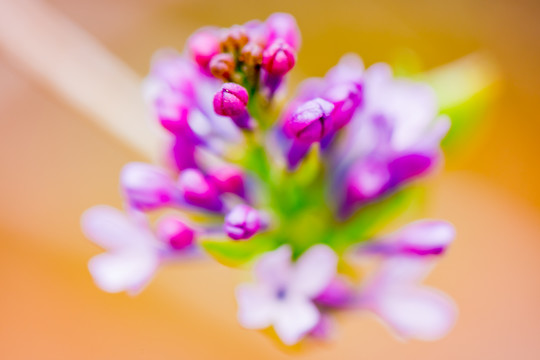 丁香花