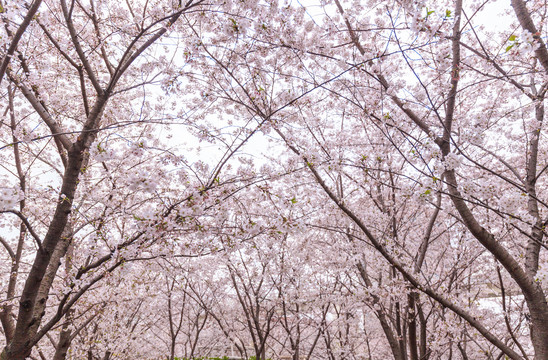 樱花树林