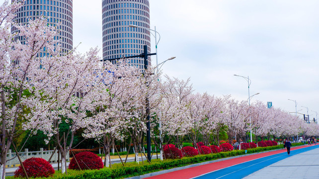 樱花大道