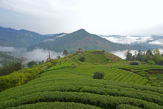 茶场风光