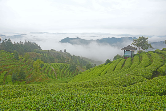 茶场风光