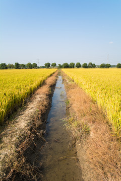 田园风光