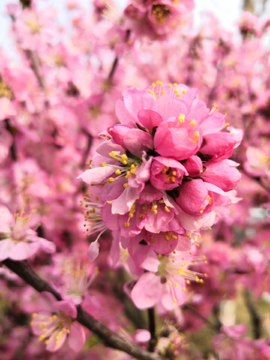 春暖花开