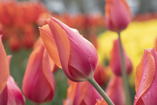 郁金香花苞