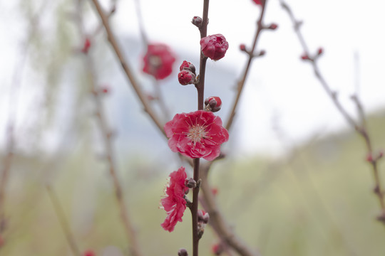 红色桃花